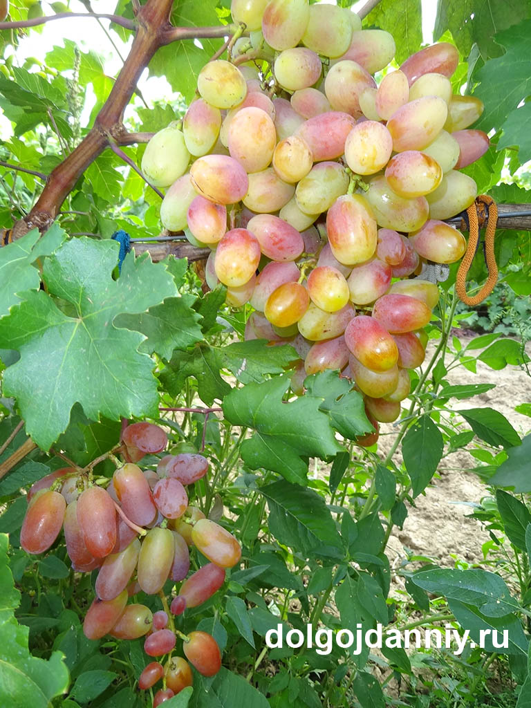 Оригинальная ссылка на кракен