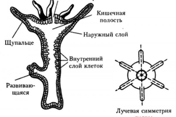 Kraken istand onion ссылка